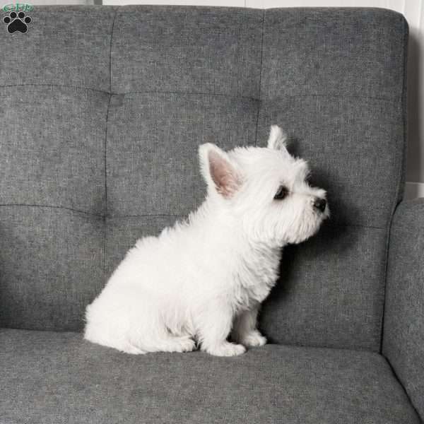 Monroo, West Highland Terrier Puppy